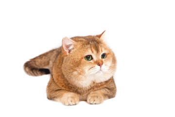 British gold ticked cat with green eyes on a white background.