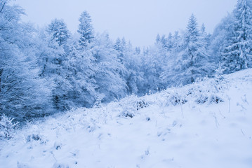 Winter forest with snow