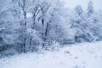 Winter forest with snow