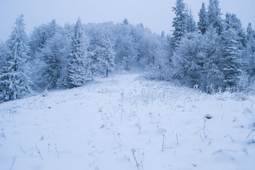 Winter forest with snow