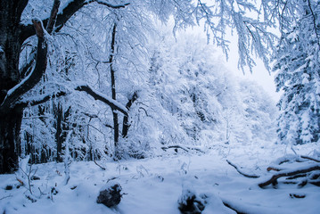 Winter forest with snow