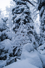 Fototapeta na wymiar Winter forest with snow