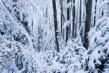 Fototapeta na wymiar Winter forest with snow