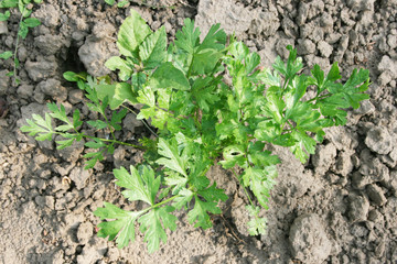 Root parsley