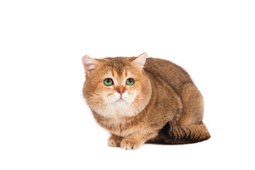 British gold ticked cat with green eyes on a white background.
