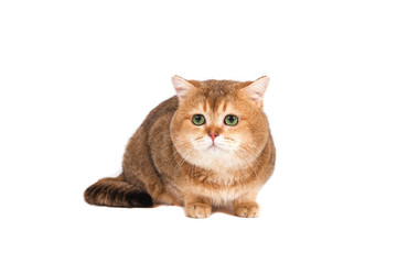 British gold ticked cat with green eyes on a white background.