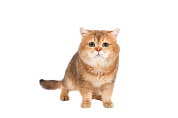 British gold ticked cat with green eyes on a white background.