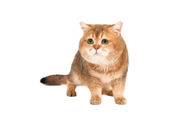 British gold ticked cat with green eyes on a white background.