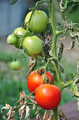 Tomatos in a vegetable garden
