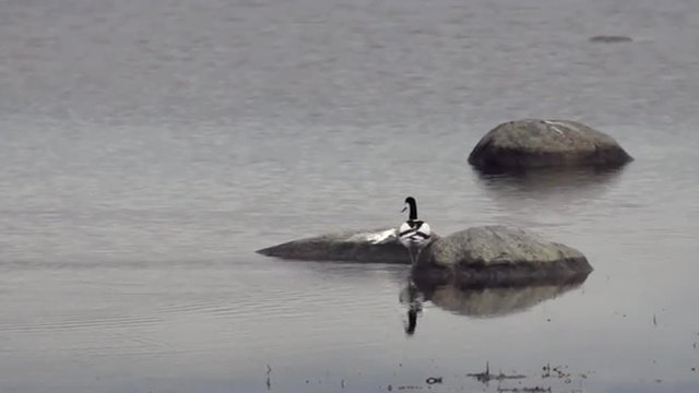 S&auml;belschn&auml;bler, Recurvirostra avosetta, an der Osk&uuml;ste der Insel &Ouml;land, Schweden
