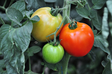 Tomatos in a vegetable garden