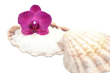 Orchid on a seashell with sea salt