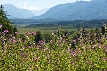 Das Murnauer Moos am Nordrand der bayerischen Alpen