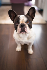 French bulldog at home