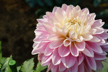 dahlia