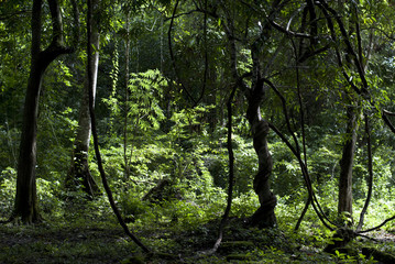 Interesting looking tree in a forest