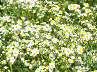 Green field with white daisies closeup