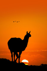 Lama at sunset