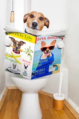 Papier Peint photo Chien fou dog on toilet seat