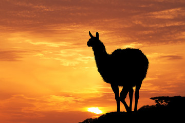Lama at sunset