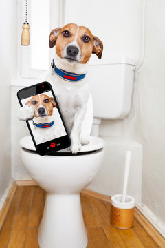 dog on toilet seat