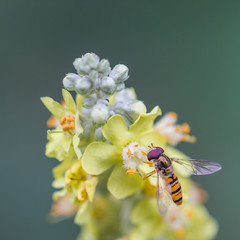 Schwebfliege, Makro, auf gelber Blüte, quadratisch