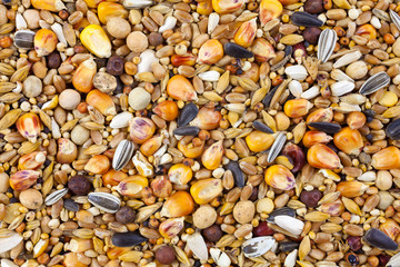 Mixed bird seed close up © martinlisner