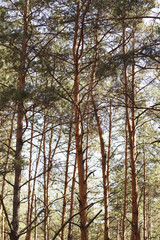 Pine forest