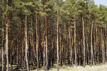 Pine forest