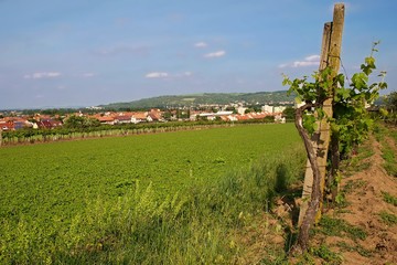 Naklejka premium Panorama town near the vineyards. 