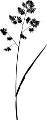 black plant silhouette on white