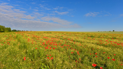 Field in summer countryside