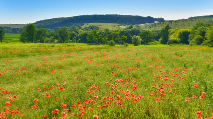 Poppies in summer countryside