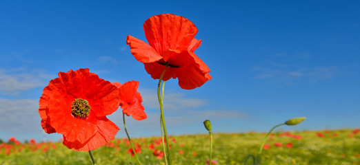 Obraz premium Poppies