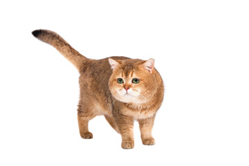 British gold ticked cat with green eyes on a white background.