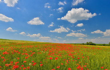 Poppy field