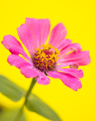 pink summer flower on yellow background