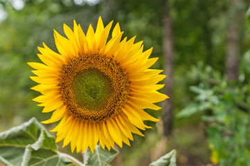 Sunflower flower