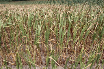 Trockene Maispflanzen auf einem Feld