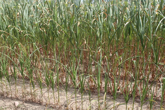 Trockene Maispflanzen auf einem Feld