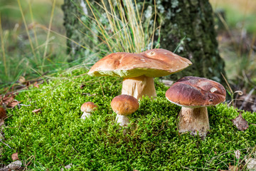 Unique noble mushrooms in forest at sunrise © shaiith