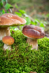 Several noble mushrooms on moss in forest
