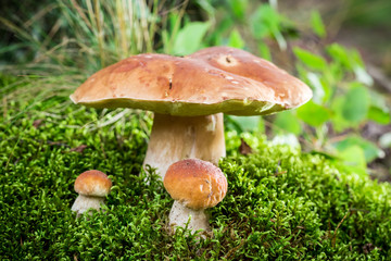 Several boletus on moss in forest