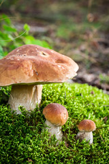 Wild noble mushrooms on moss in forest