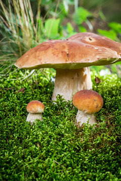 Several noble mushrooms in forest at sunrise