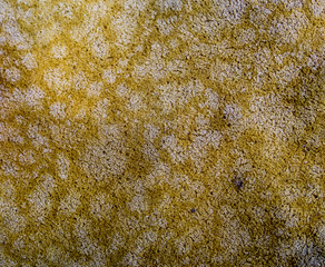 Under surface of sofa