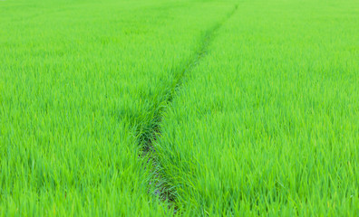 Green rice fields in Northern Highlands of Thailand