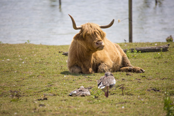Vache Aurochs