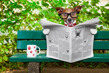 dog reading newspaper