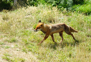 Renard